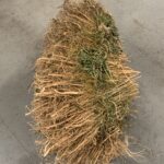 Root Bale Detail 1