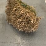 Root Bale Detail 2