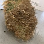 Root Bale Detail 3